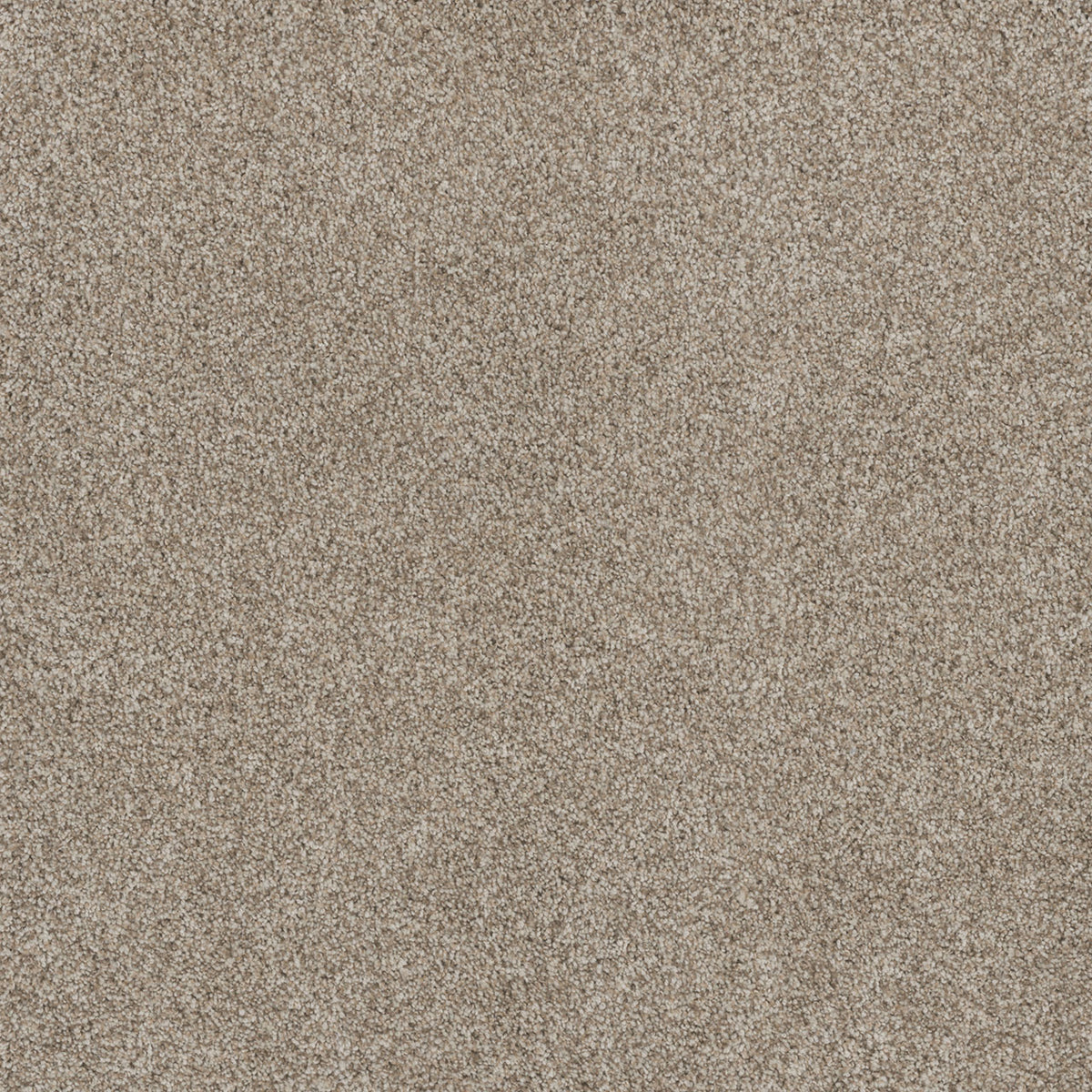 STUNNING - Seashells - Swatch