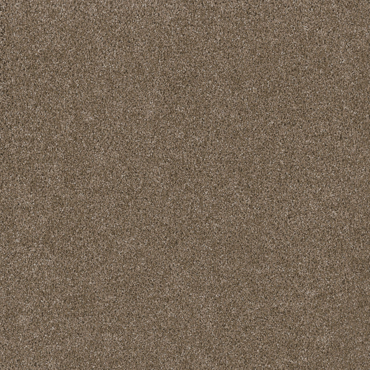 STUNNING - Acorn - Swatch