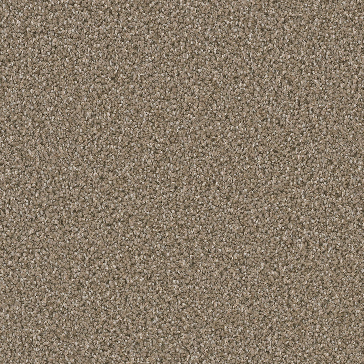 DAZZLING - Acorn - Swatch