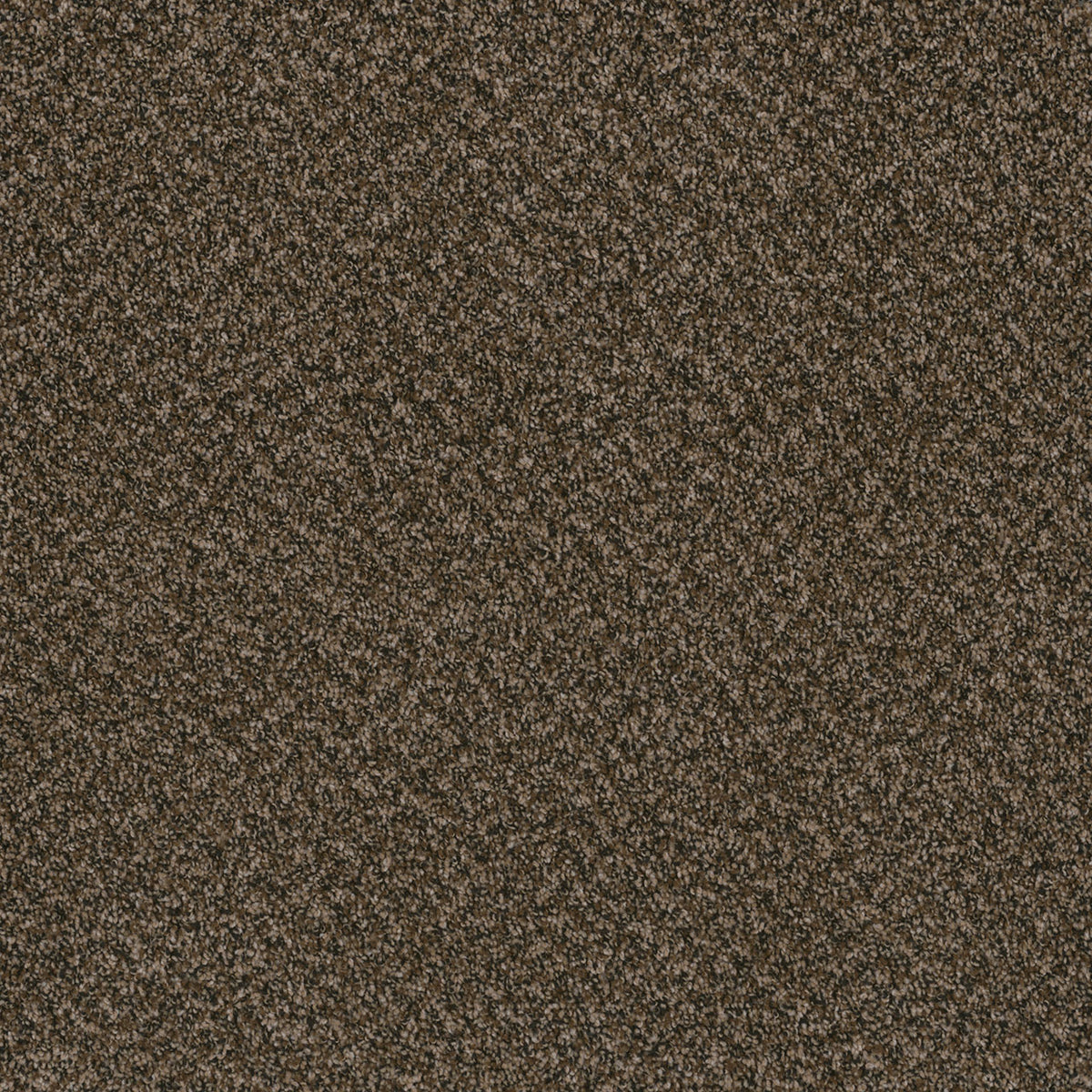 TOAST OF THE TOWN - Black & Tan - Swatch
