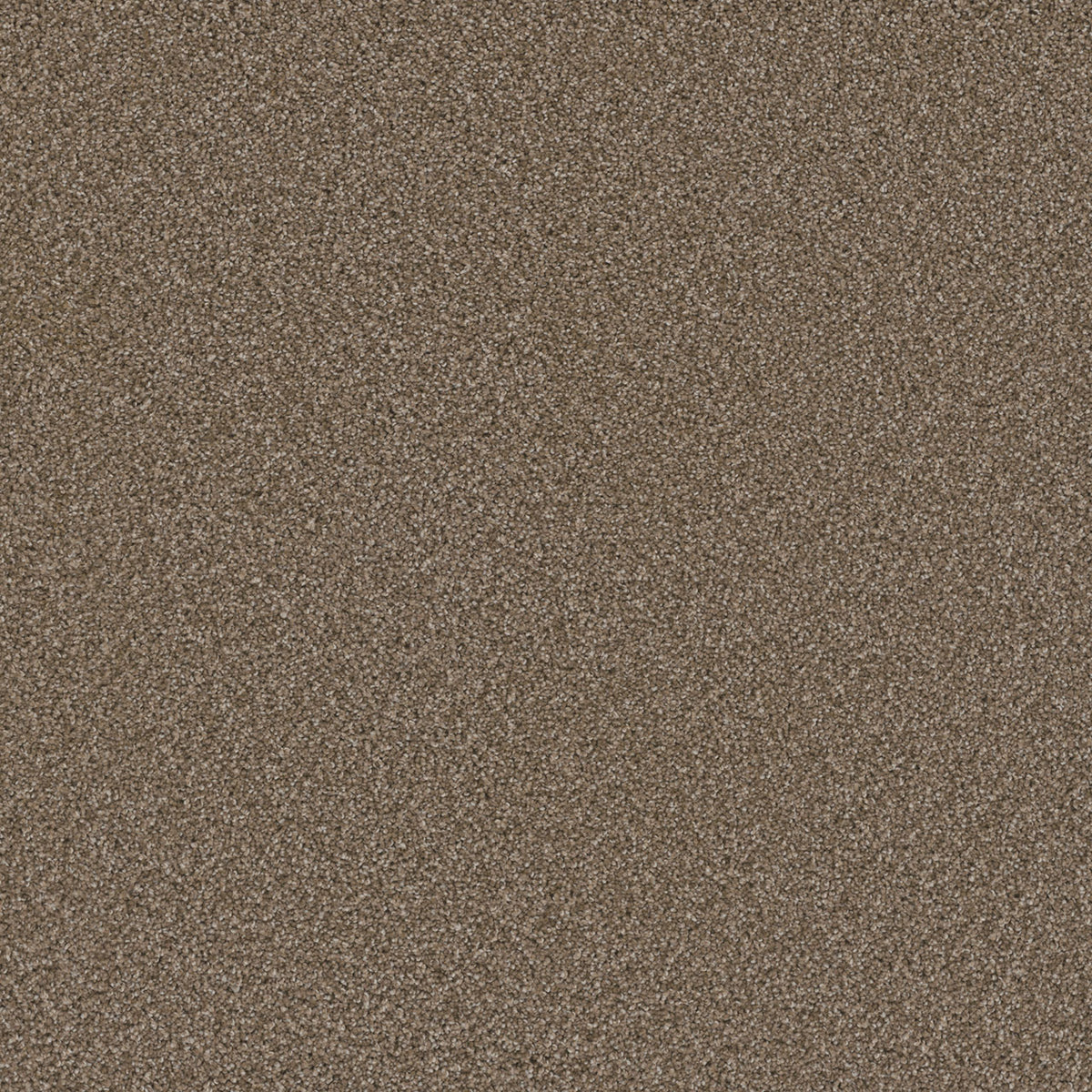 COSMOPOLITAN II - Acorn - Swatch