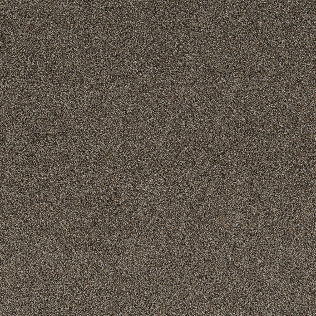 Soft Effervescence - Tree Bark