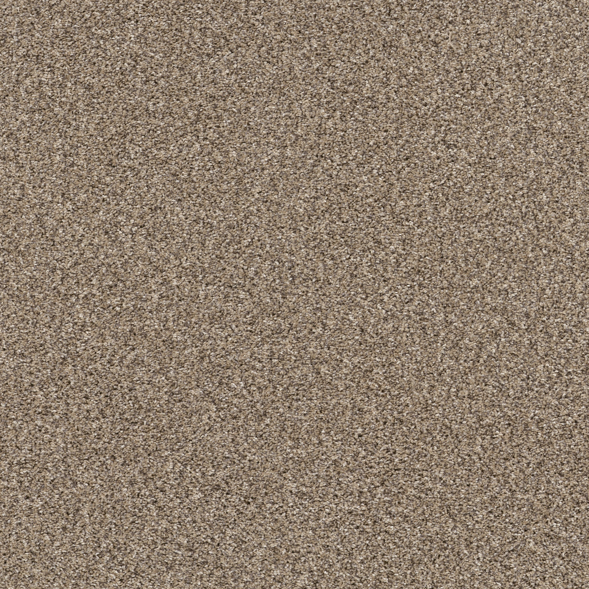 Yes You Can III 12' - Sea Shell