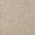 Sand Dollar