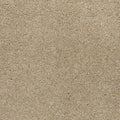 Sand Dollar